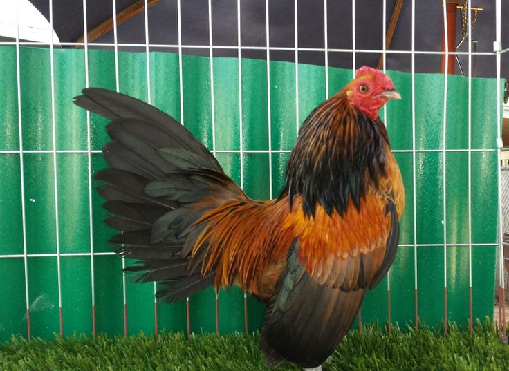 The Top 10 Most Popular Rooster fighter Breeds for You