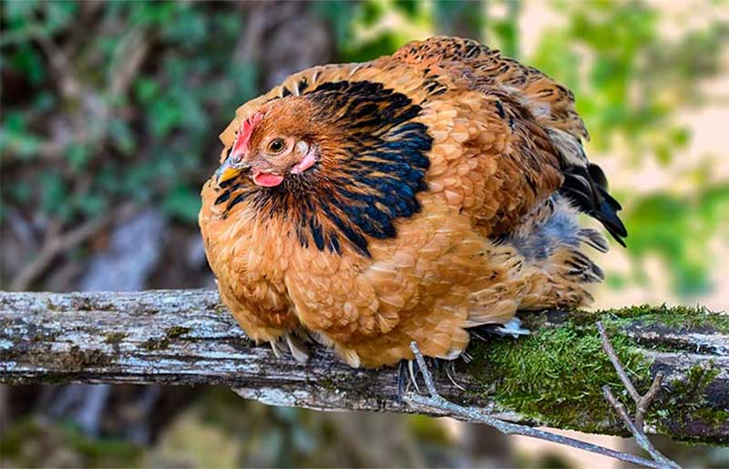The Importance of Properly Deworming Your Roosters