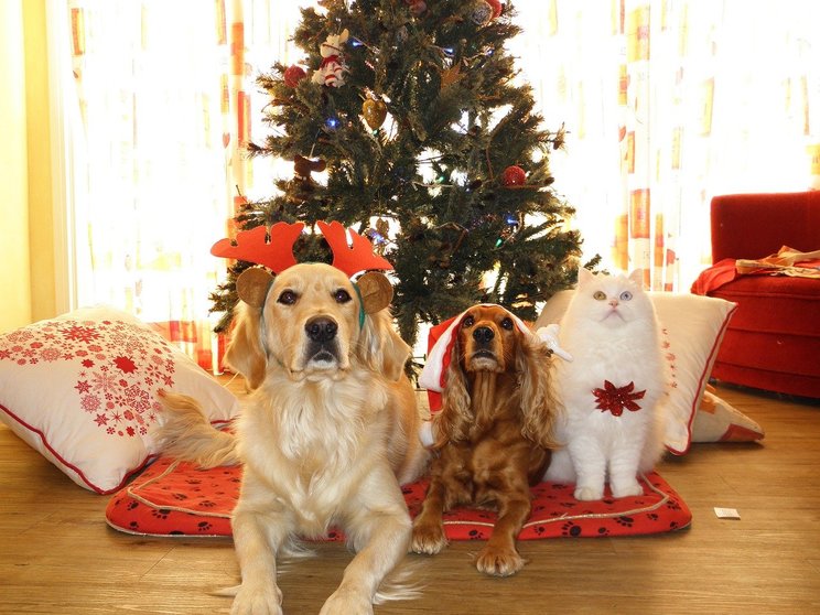 How to Calm Your Pets During Christmas and New Year?