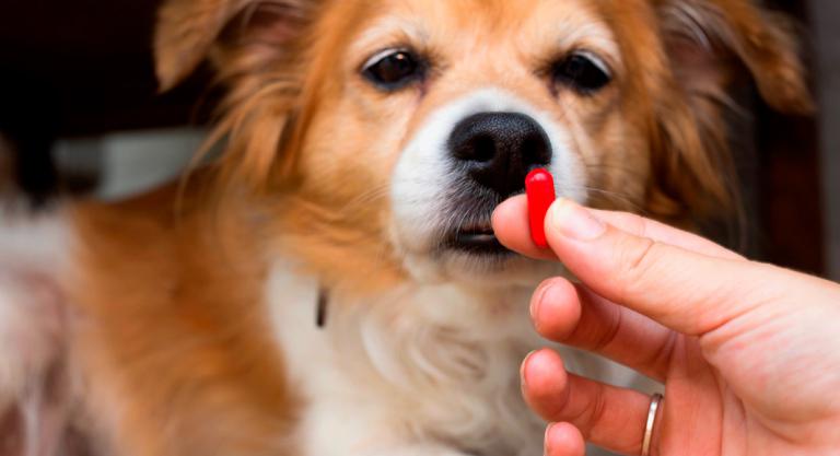 What are the best vitamins for your dog’s health?